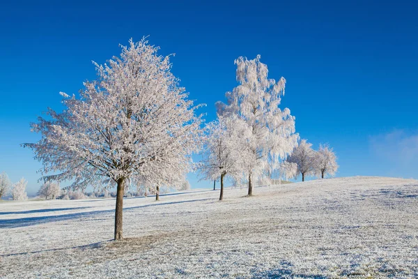 Neige et givre couvert d'arbres dans la matinée glacée . — Photo