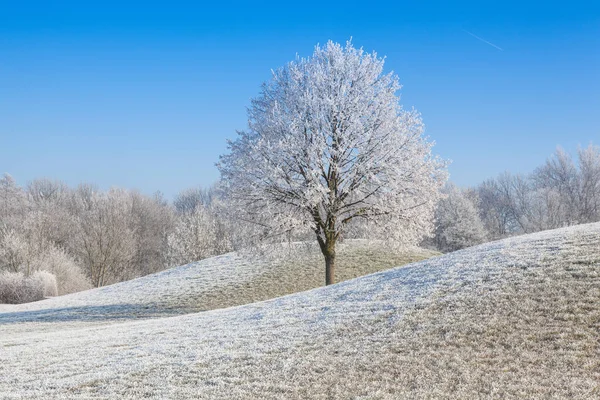 在霜晨雪和霜覆盖树木. — 图库照片