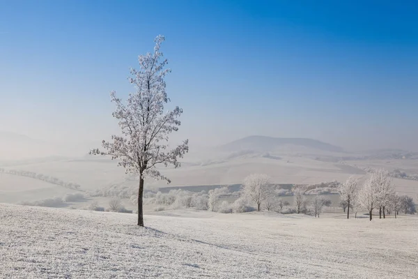 Snow and hoarfrost covered trees in the frosty morning. — Stock Photo, Image