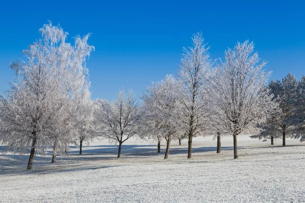 Snö och rimfrost täckte träden på frostiga morgonen. — Stockfoto