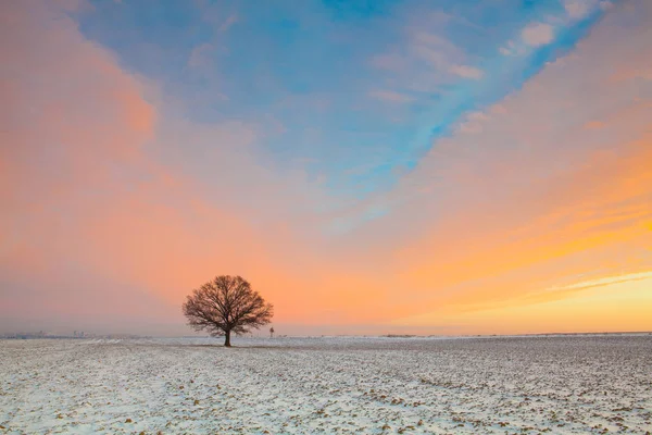 Arbre solitaire sur le champ dans la matinée glacée . — Photo