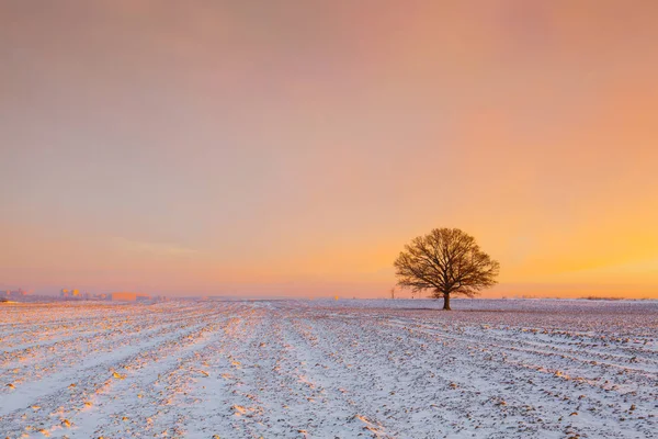 Lonely tree on the field in the frosty morning. — Stock Photo, Image