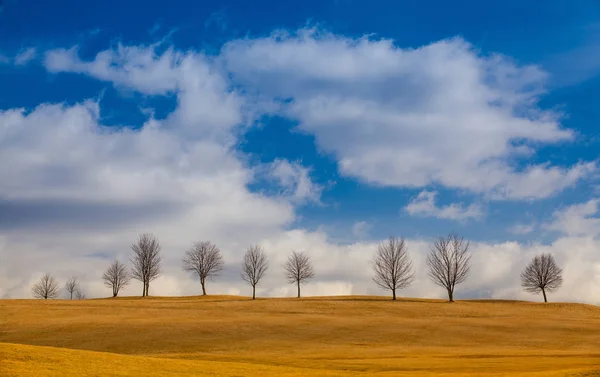 Einsame Bäume auf dem Hügel. — Stockfoto