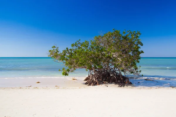 在古巴岛 Jutias 海滩，加勒比海滨的红树林 — 图库照片