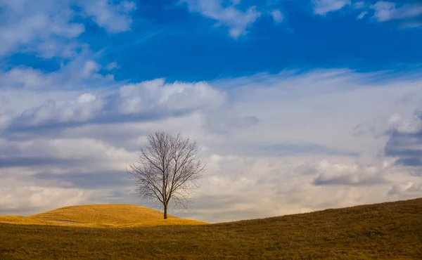 Alberi solitari sulla collina . — Foto Stock