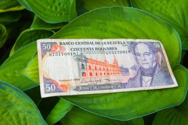 50 Venezuela bolivares banknot yaprakların üzerine 