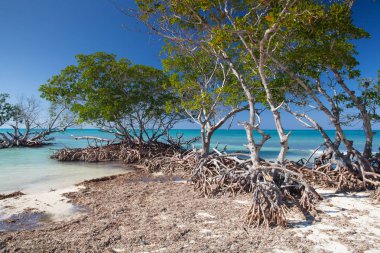 Caribbean sahil, Küba, mangrovlar