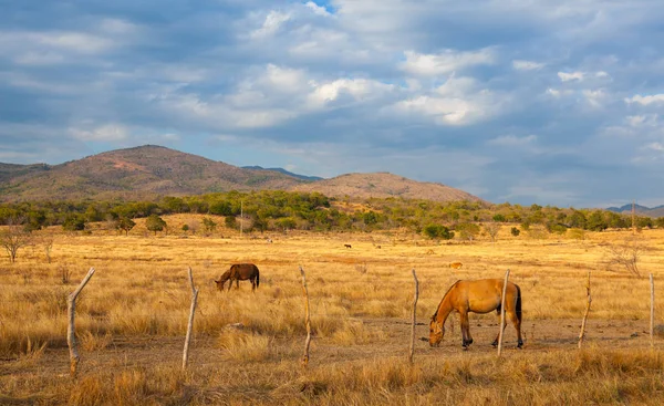 Farm animals on pasture on Trinidad countryside, Cuba — Stock Photo, Image