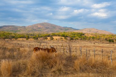 Çiftlik hayvanları üzerinde mera üzerinde Trinidad kırsal, Küba