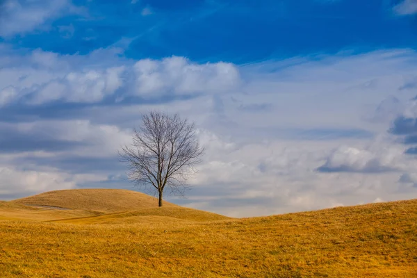 Eenzame bomen op de heuvel. — Stockfoto