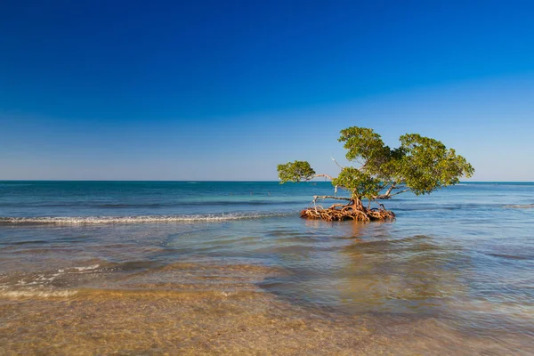 Mangroves at caribbean seashore,Cayo Jutias beach, Cuba — Stock Photo, Image