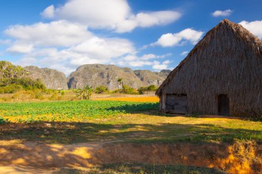 Vadi de Vinales, Pinar del Rio, Küba tütün alanında.