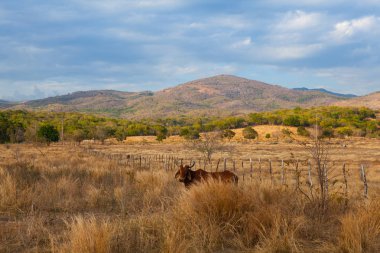 Çiftlik hayvanları üzerinde mera üzerinde Trinidad kırsal, Küba