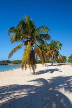 Sahilde Playa Giron, Küba. 
