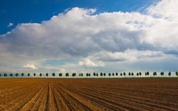 Beaux arbres dans l'allée avec champ sous le ciel bleu — Photo