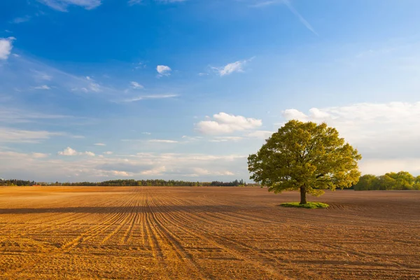 Minnesvärd träd på det tomma fältet — Stockfoto