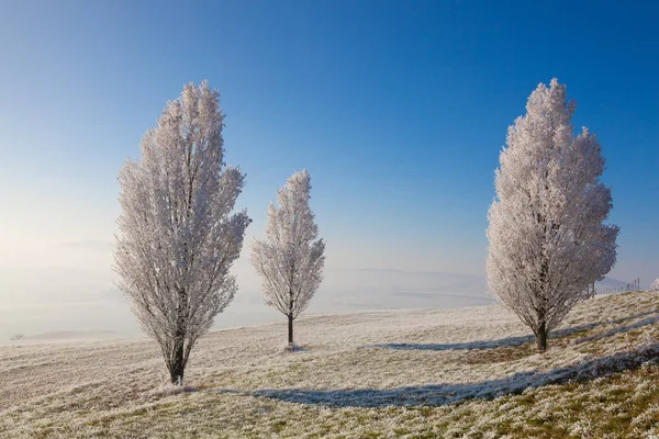 Snow and hoarfrost covered trees in the frosty morning. — Stock Photo, Image