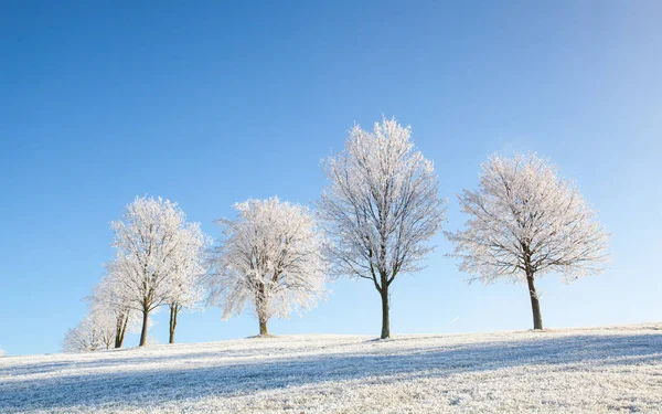 Neige et givre couvert d'arbres dans la matinée glacée . — Photo