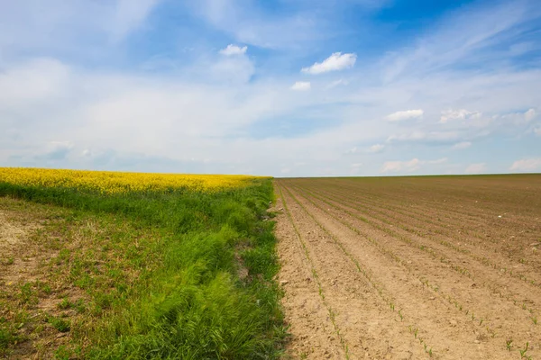 Flowering rape field and field with young corn — Stock Photo, Image