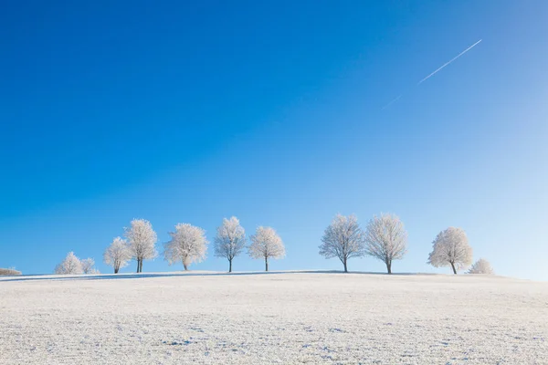 Nieve y hoarfrost cubrieron árboles en la mañana helada . —  Fotos de Stock