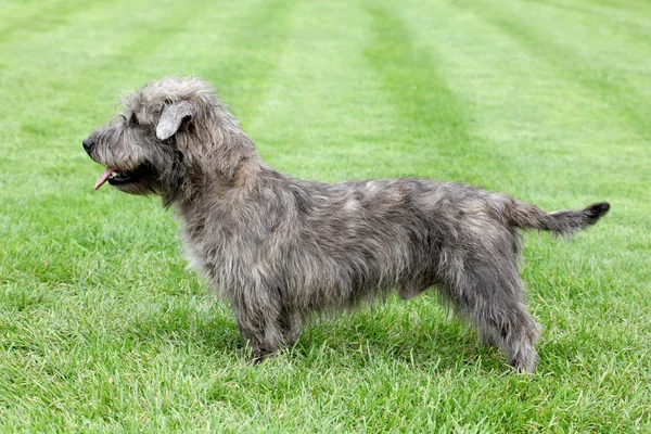 Irish Glen of Imaal Terrier on the green grass — Stock Photo, Image