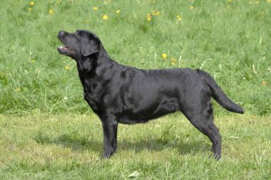 Tipik Labrador Retriever siyah 