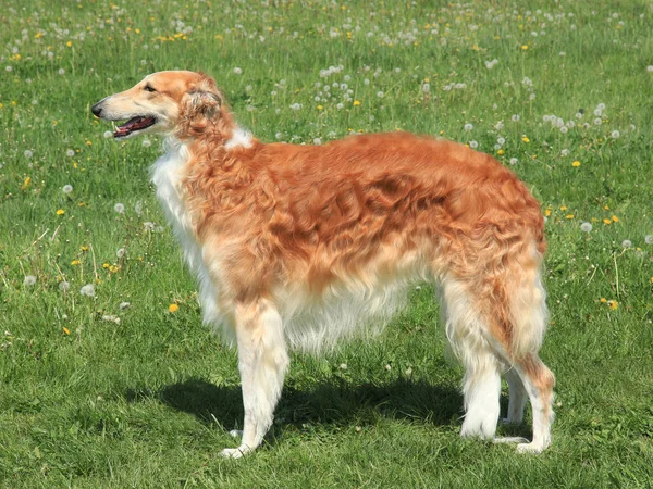 Tipico Borzoi, caccia russa Sighthound — Foto Stock