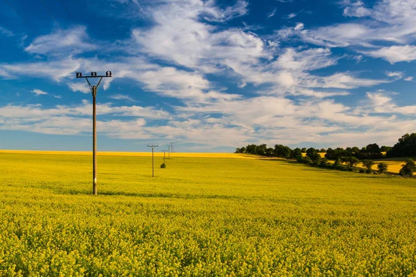 Çek Cumhuriyeti kırsal alanda kolza tohumu. — Stok fotoğraf