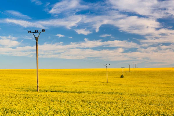 Koolzaad veld op het platteland van de Tsjechische Republiek. — Stockfoto