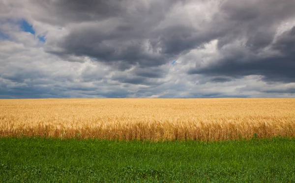 Wheat field before storm — Stock Photo, Image