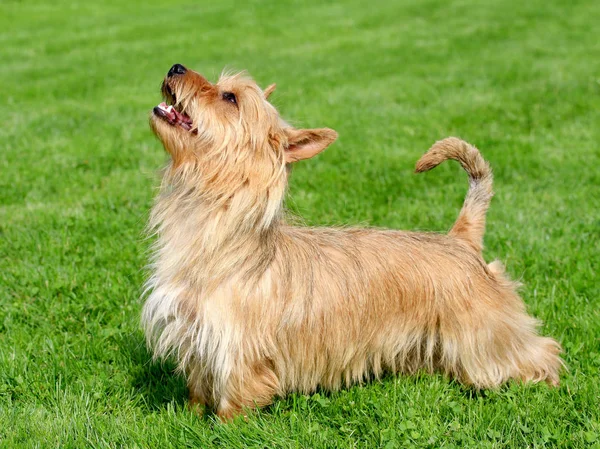 Australian Terrier no prado — Fotografia de Stock