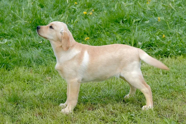 在草地上的小狗拉布拉多犬 — 图库照片