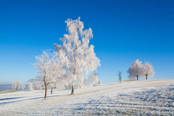 Sne og hoarfrost dækket træer i den kølige morgen . - Stock-foto