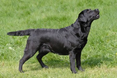 Siyah labrador köpeği bahçede.