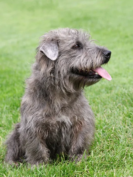 Irish Glen of Imaal Terrier on the green grass — Stock Photo, Image