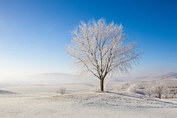 Neve e geada coberto de árvores na manhã gelada . — Fotografia de Stock