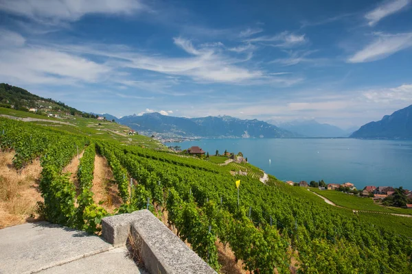 Виноградники регіоні Lavaux регіону, Швейцарія — стокове фото