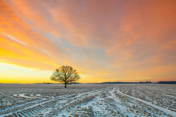 Arbre Solitaire Sur Terrain Dans Matinée Glacée Paysage Hivernal Incroyable — Photo