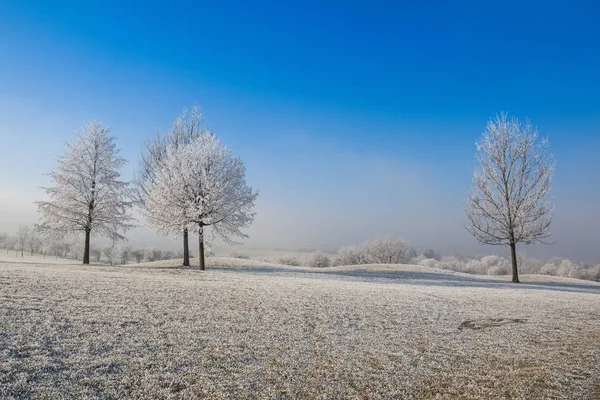 Neige et givre couvert d'arbres dans la matinée glacée . — Photo