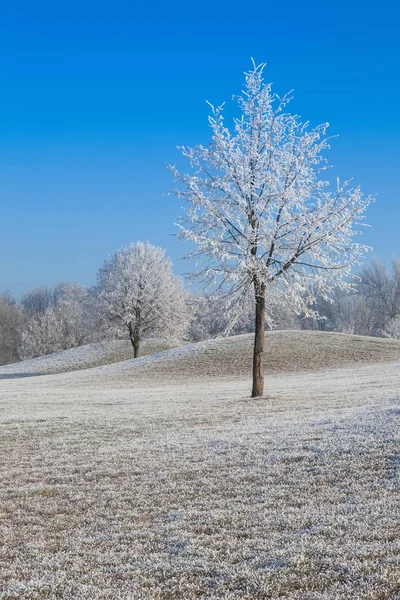 Nieve y hoarfrost cubrieron árboles en la mañana helada . —  Fotos de Stock