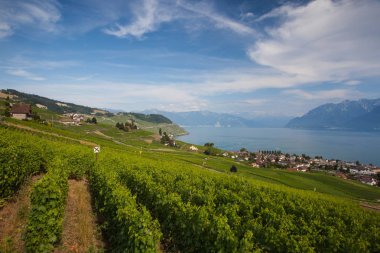 Leman Gölü (Cenevre Gölü), İsviçre üzerinden Lavaux bölgesinin üzüm bağları