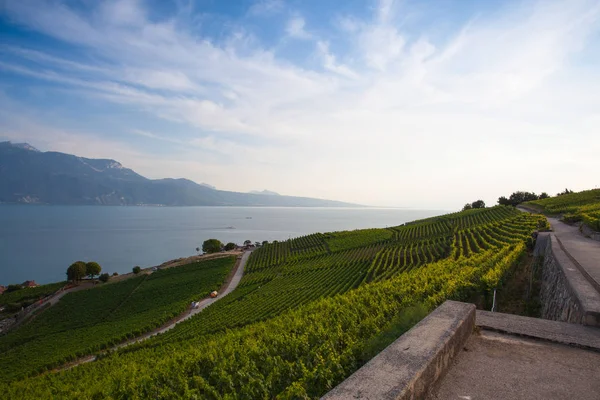 Wijngaarden van het Lavaux-gebied, Zwitserland — Stockfoto