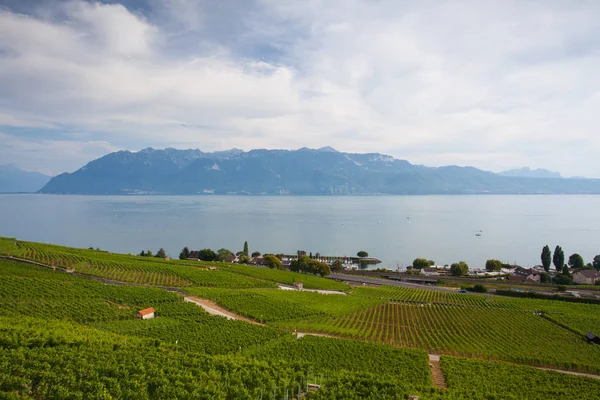 Vinice Lavaux regionu, Švýcarsko — Stock fotografie
