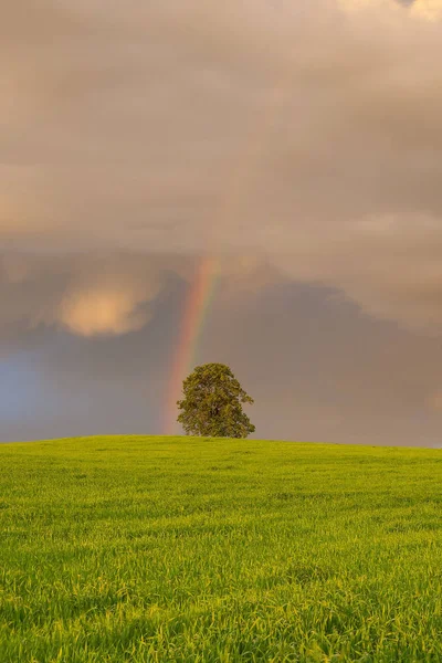 På fältet korn innan kraftig storm — Stockfoto