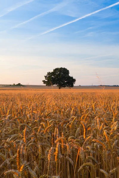 Albero solitario sul campo di mais — Foto Stock