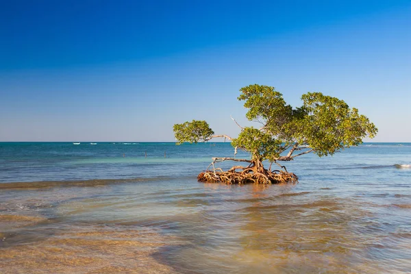 Mangroven op Caribische kust, Cayo Jutias strand, Cuba — Stockfoto