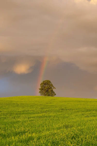 No campo de cevada antes da tempestade pesada — Fotografia de Stock