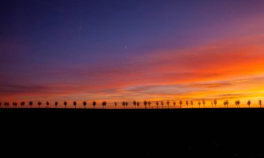 Gün batımında ağaçlar sokak