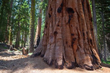Sequoia National Park, ABD. 