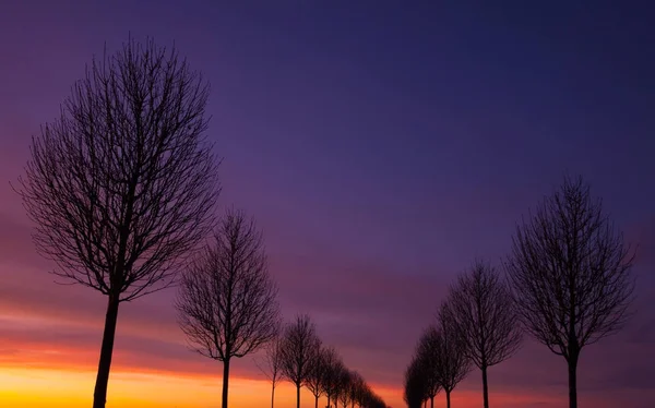 The alley of trees at sunset — Stock Photo, Image